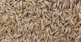 Vendemos aproximadamente 60 toneladas de avena de la cosecha