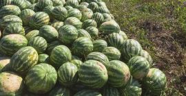 Productor local que vende sandías directamente del campo, en