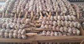 Vendo ajo polaco Harnaś. Envasado en 20 piezas (trenzas).