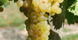 Vendo uvas blancas Frascati DOC Malvasia y Trebbiano certificadas,