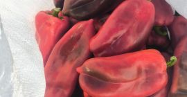 Ofrecemos pimiento rojo, variedad Ofrecemos pimiento rojo, variedad “Oreja de Elefante”, cantidad ilimitada.