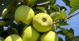 Mere calitatea 1, red delicious și golden delicious calibru
