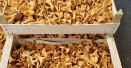 Setas silvestres, rebozuelos y boletus. Venta de rebozuelos y