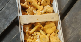 Setas silvestres, rebozuelos y boletus. Venta de rebozuelos y