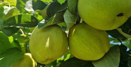FIA GOGOT FRUIT, TRAE AL MERCADO UNA NUEVA FRUTA