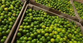 Product: Lime, Category II Sizes: 36, 42, 48, 54,