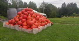 Vendo una calabaza Hokkaido recién cosechada de mi propia