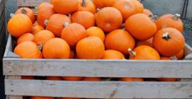 Hola. Vendo calabazas de Halloween de 1 a 3