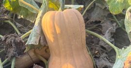 Vendo calabaza variedad Matilda, producción propia, 2025. • Cantidad