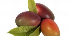 Mango ecológico cultivado en la Costa Tropical de Granada
