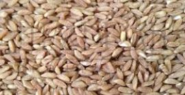 Cultivamos cultivos orgánicos con certificación Bio-Biosuisse y semillas oleaginosas