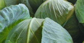 Sprzedam kapustę białą na sztuki lub kilogramy. Więcej informacji