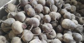 Vendo remolacha, variedad Monty, con certificación orgánica, por toneladas,