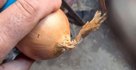 Vendo cebollas aptas para bolsas, con cuello fino, piel