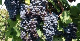Uvas de vino. Merlot, Malvasía, Trebbiano Toscano. Zona de