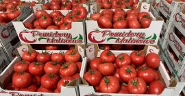 ¡Hola! Tomate Frambuesa 2B/3B/4B. Cantidades completas. ¡Nos enfocamos en