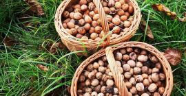 Hola, vendo nueces orgánicas de la huerta. También tengo