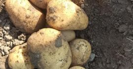 Papas Reina Ana en venta. Bolsas de 15 kilos