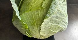 Variedad Terminator. Repollo blanco, por favor.
