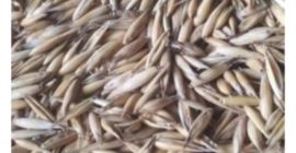 Cosecha de avena de este año, limpia y seca.
