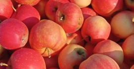 Manzanas GÁLA y GOLDEN para pálinka y puré a