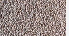 Vendo altramuz dulce, variedad Boregina, cantidad 15 toneladas