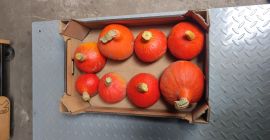 Hola, vendo una calabaza Hokkaido impecable y de hermosos