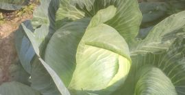 Hola, tengo repollo blanco, zanahoria y remolacha para vender.