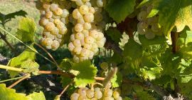 Venta de Uvas Premium - Región Vinícola de Kutjevo.