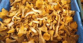 Venderé rebozuelos, boletus y boletus en cantidades al por