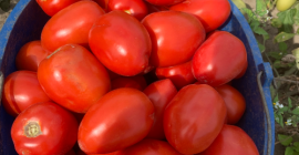 Hola, vendo tomates preciosos, grandes y cultivados en campo,