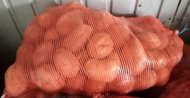 Vendo papas comestibles Jurek. Plantadas a partir de semillas