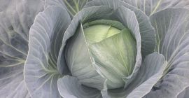 Vendo col blanca y lombarda. Cualquier cantidad, desde lotes