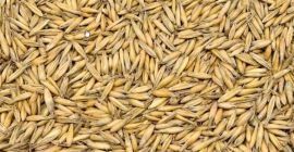 Vendo avena orgánica. Tengo certificado orgánico vigente. Aproximadamente 100