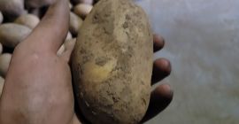 Hola, tengo papas Queen Anna de mi propia finca