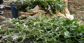 Hierba de menta orgánica certificada