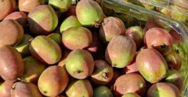 Mini kiwis Weiki a la venta