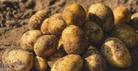 El productor ofrece papas Soraya de alta calidad (también