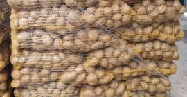 Vendo papas de las variedades Queen Anna, Denar y