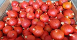 Tengo aproximadamente 100 toneladas de calabazas Hokkaido a la
