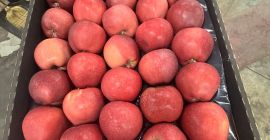 Red Delicious calibre 70+, envase de cartón para toda
