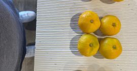 Mandarinas croatas Dolina Neretve