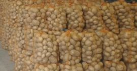 Hola, vendo patatas Colomba grandes (más de 5,5 cm).