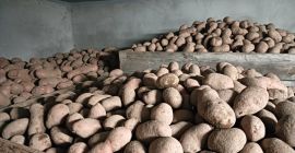 Vendo patatas Red Lady clasificadas del 50+, patatas bonitas