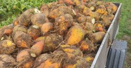 Vendo remolacha forrajera, variedad Solidar bis. Ideal para ganado,