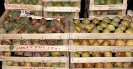 Producción de caquis dulces y blandos orgánicos