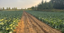 Ofrezco una gran cantidad de repollo. Variedad: Green Lunar