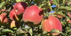 Vendo manzanas en cajas-palés del comprador o en las