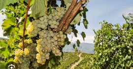 Vendo uvas Fiano di Avellino.