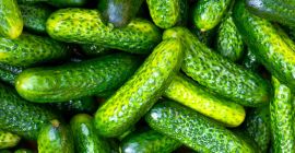 Necesitamos pepinillos (3-6cm) 20 toneladas o más, para exportar